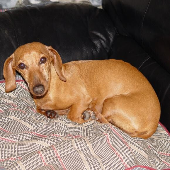 Angel at 11 years of age.