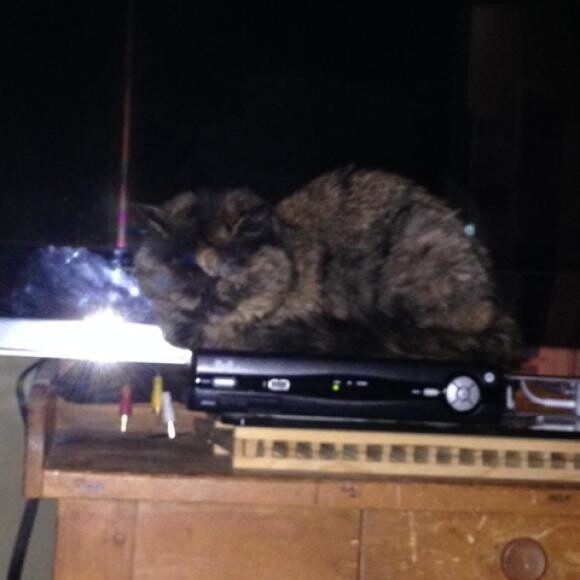 I am great with technology � I sit on keyboards & rest beside the TV