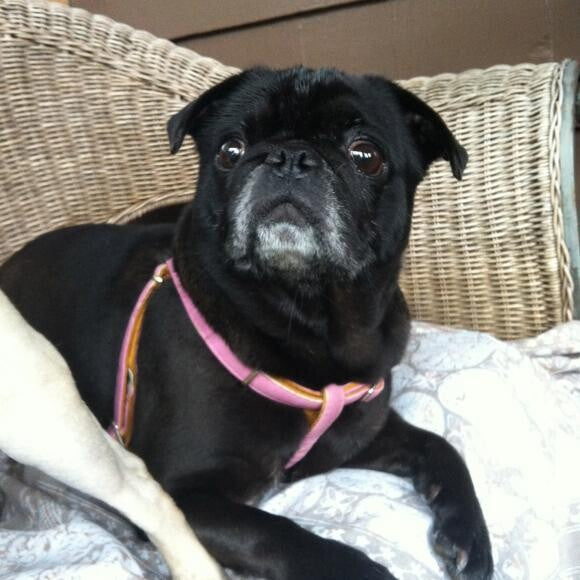 Foster Millee, turned her black coat so soft & shiny, everyone commented on it!