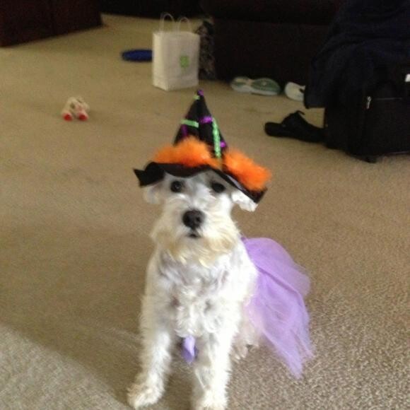 Happy Halloween 2012 - Where's My Broom Mom??