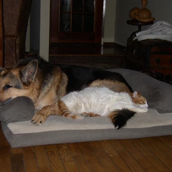 Dasher and his cat buddies