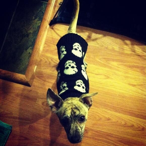 He loves wearing sweaters!