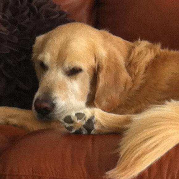 JOEY IS ALSO A 2-TIME MR. APRIL IN THE NGRR YEARLY RESCUE CALENDAR