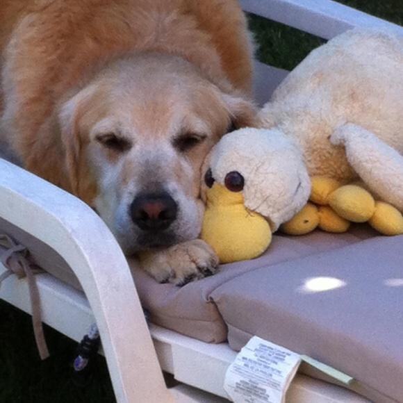 Joey and MaMa Duck resting in the sun!