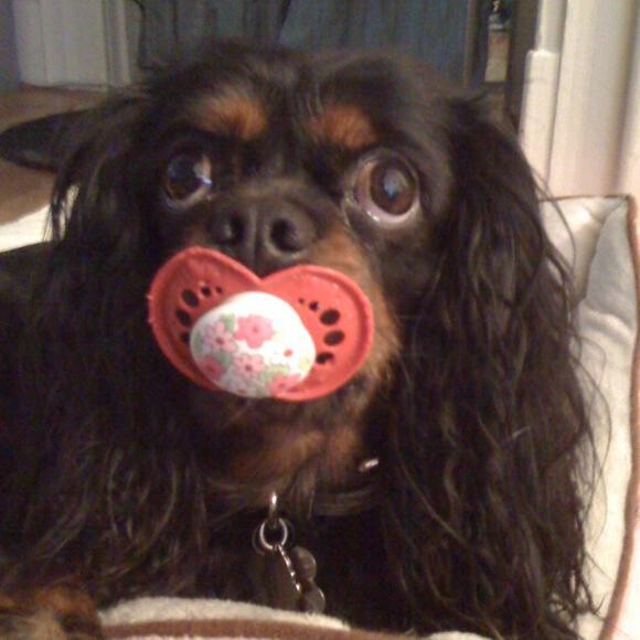 nom nom