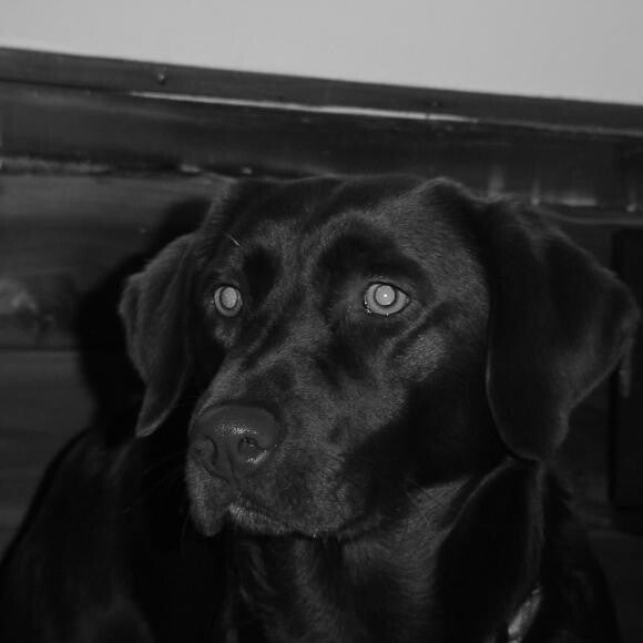 Prudance the chocolate Lab