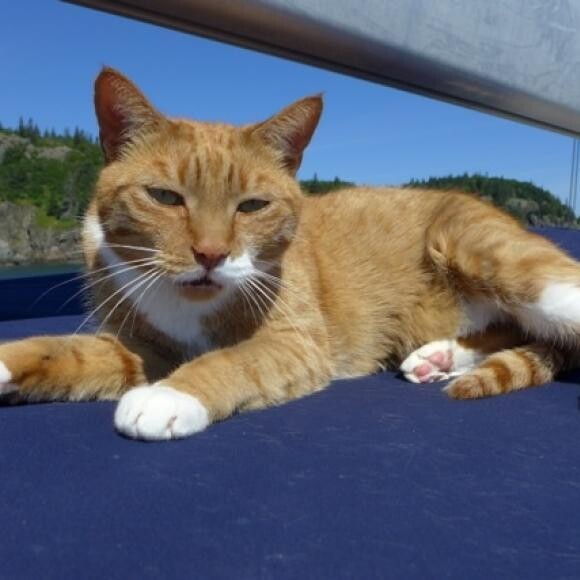 Whitty enjoying the sea breeze