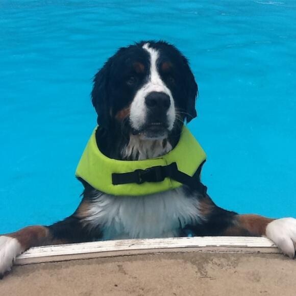 Frankie swimming for therapy