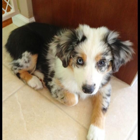 The chubby puppy that didn't like to eat