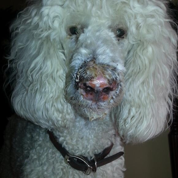 Before remission, her entire muzzle became a scab. At her worst here.