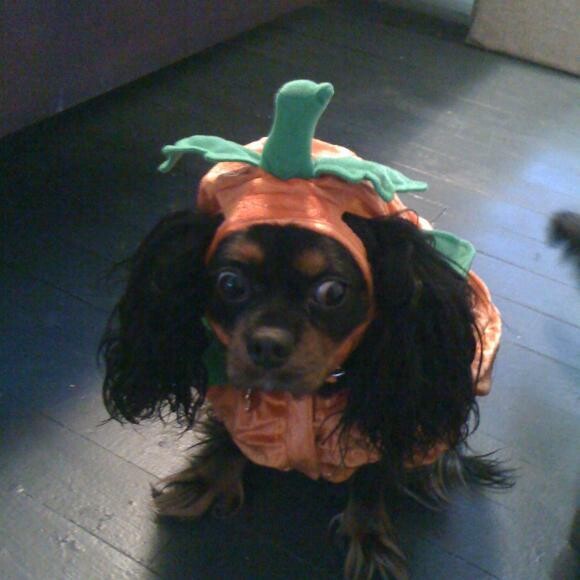 Halloween is stupid.