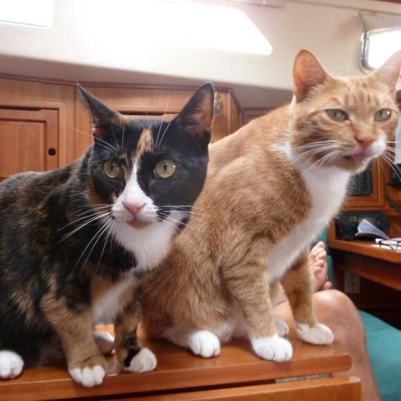 Alpha Girl & Whitty on our sailboat. They've lived aboard 6 months at a time