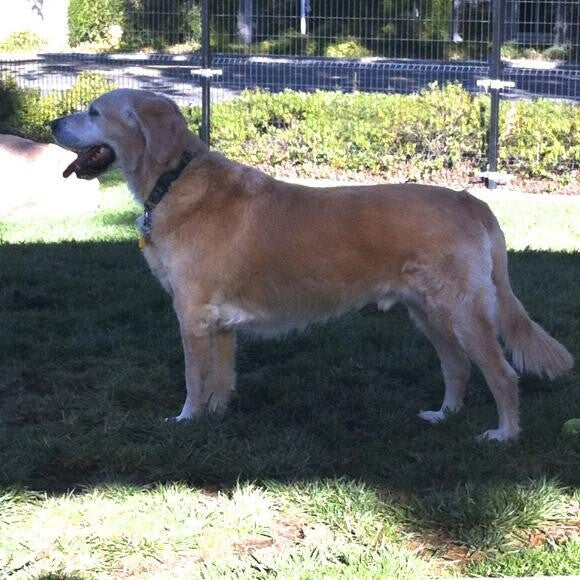 JOEY @ DOG PARK