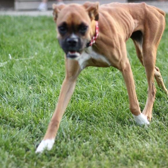 Bambi in July 2012