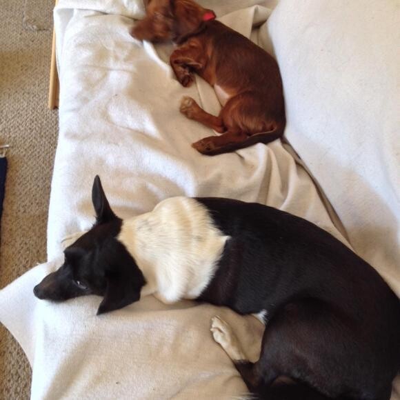 Abby and Bud taking a nap on the couch,