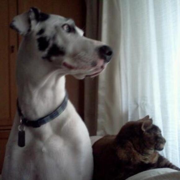 Emmit with kitty pal Scarlet