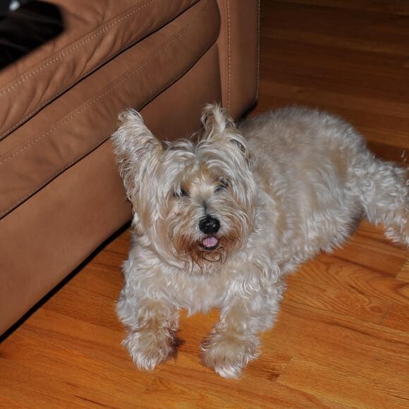 Our elder statesman, Indy