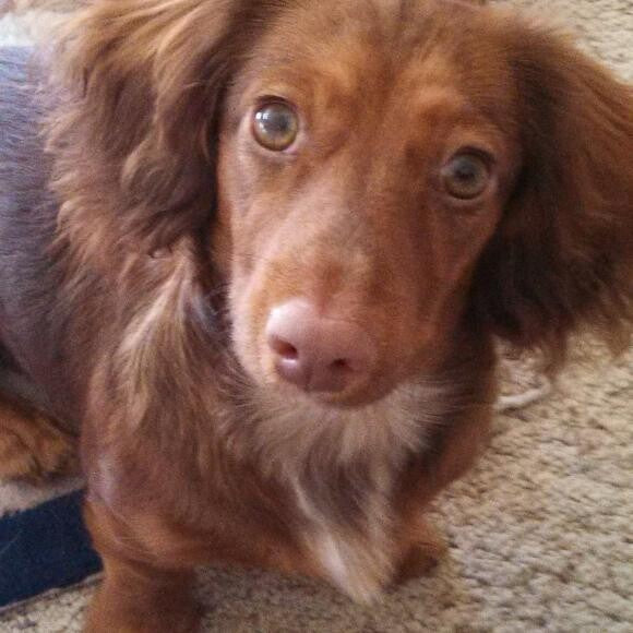 Adopted from the SPCA October 2013