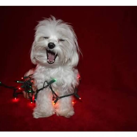 Christmas Card 2012