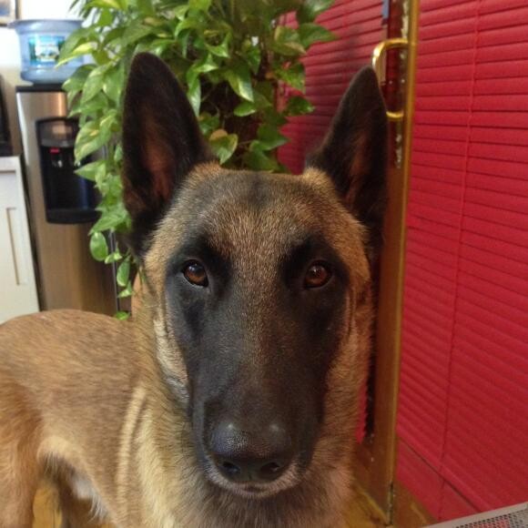 Luciano (Belgian Malinois) Used to be a Very Picky Eater..until HK