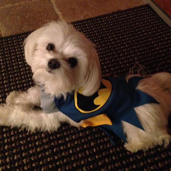 Halloween 2013