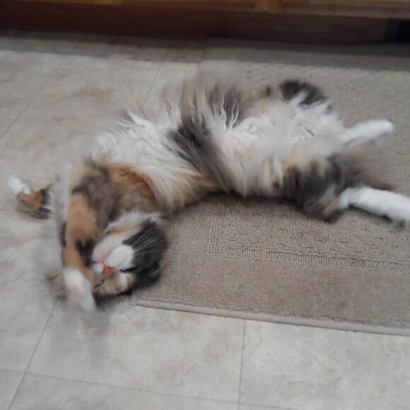 Gracie being her cute self hoping to get brushed.