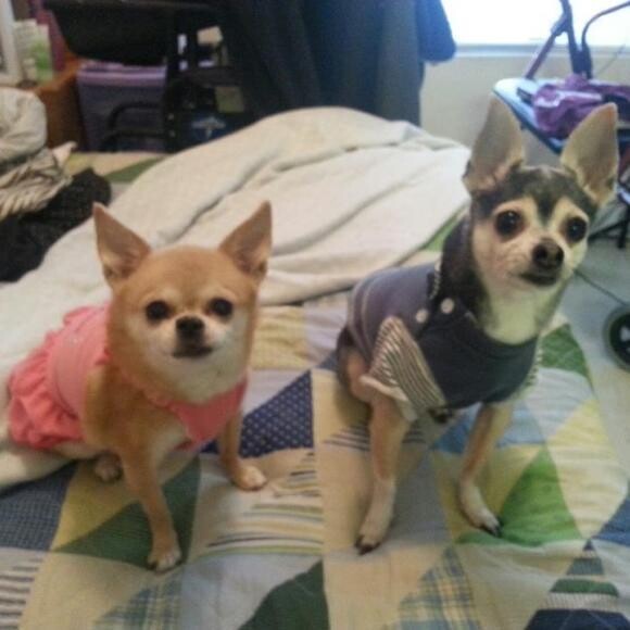 Tootsie on the left. Bailey on the right.