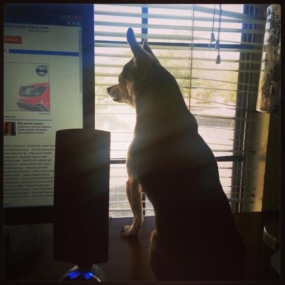 Bailey our protector