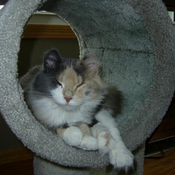 Gracie hanging out in the sunroom.