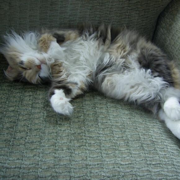 Gracie relaxing on the couch in her favorite place...the sunroom.