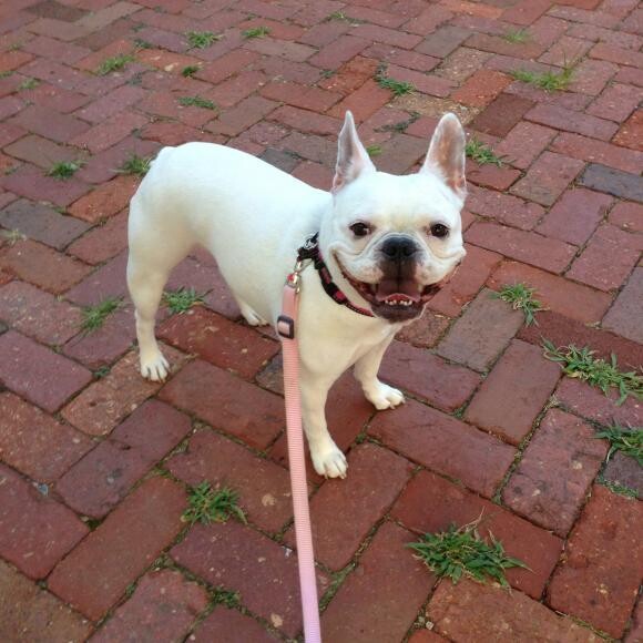 Minnie loves going for walks!