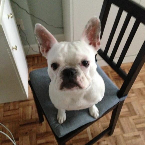 If a chair or sofa is available, Minnie is on it.