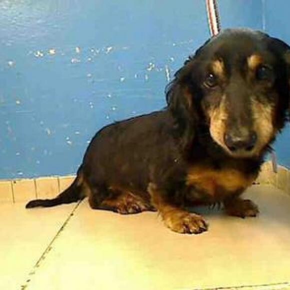 Hubert's shelter intake picture on August 27, 2013