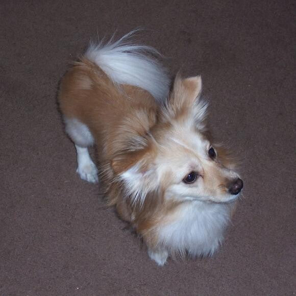 Lady has the personality to match her looks...absolutely adorable!!!