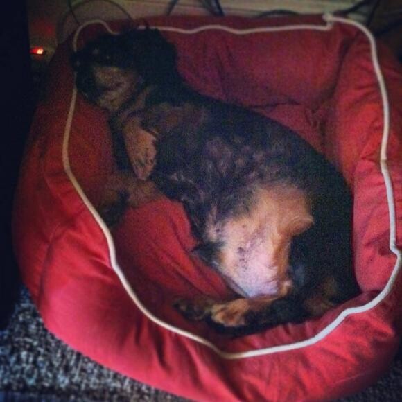 Hubert's distended belly and some of his thinned/patchy hair