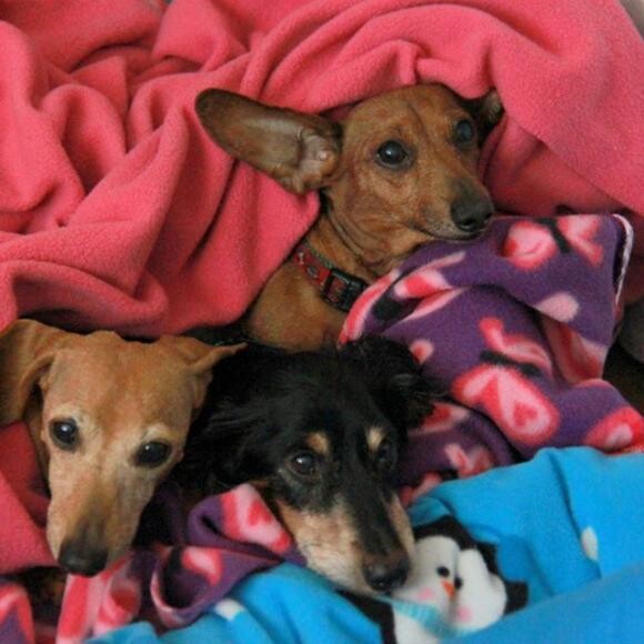 Hubert and his new sisters, Rosie and Lily