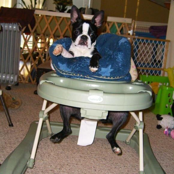 Lola, The Amazing Boston Terrier