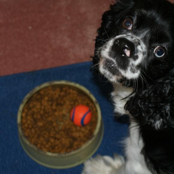 Toby with his favorite toy in the bowl while he eats.