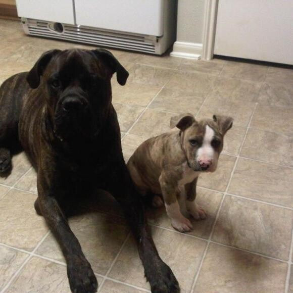 Mac(16 weeks) next to his brother, Boss(2 yrs)