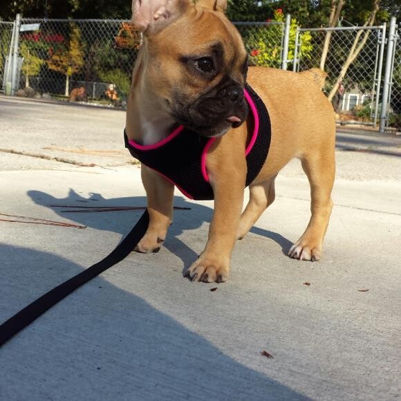 Going on a walk!