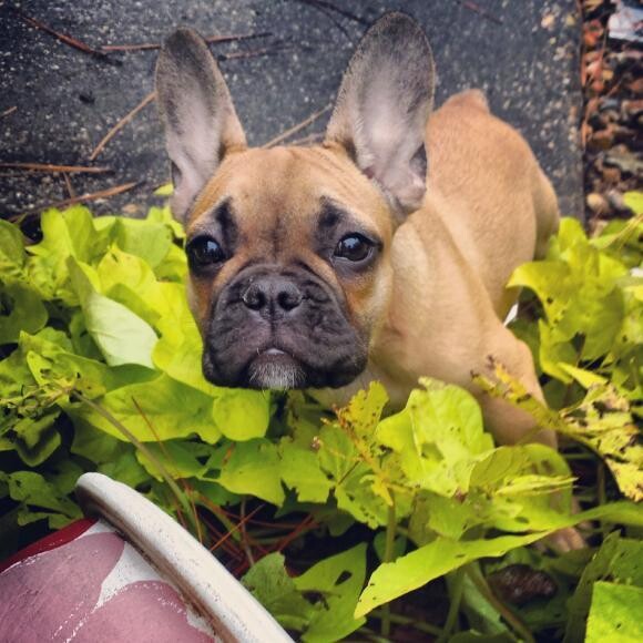 Playing in the garden!