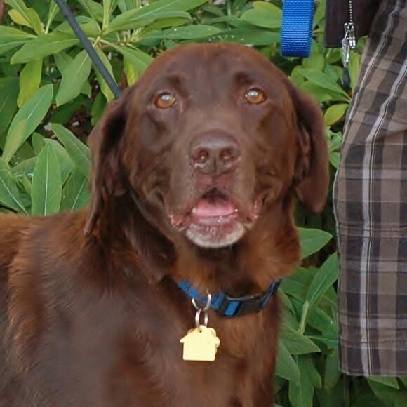 MacGyver, Miracle dog! nSuper sweet senior dog.