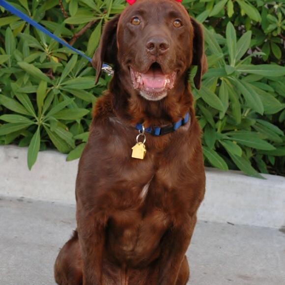 After. Healthy & happy at 100 lbs!