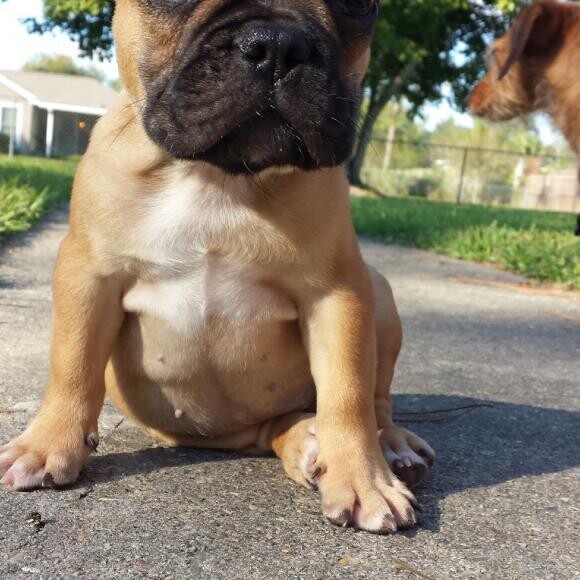 Hanging out in the back yard!