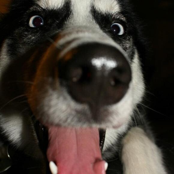 Dash is the life of the party, every day!