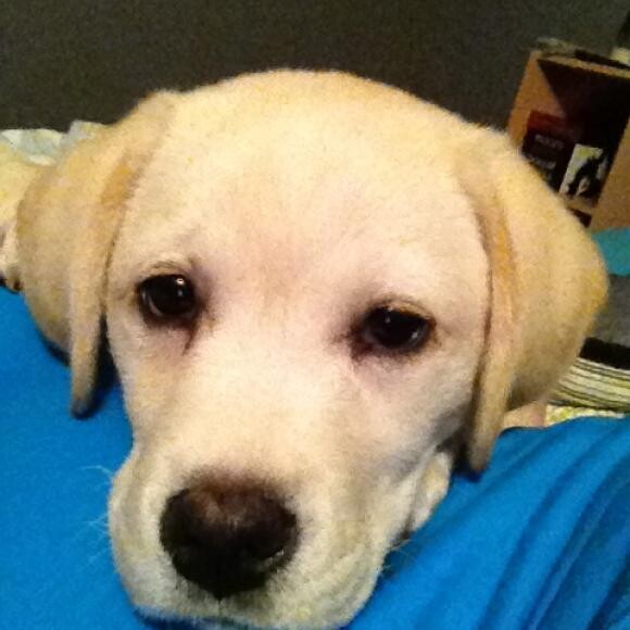 Waffles as a sleepy puppy