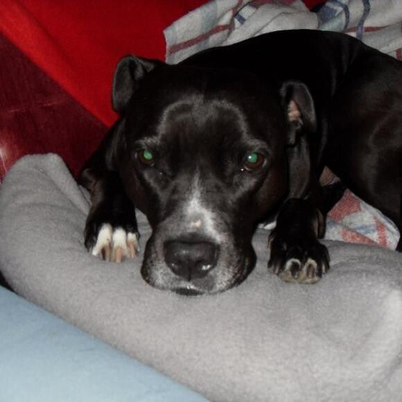 gracie my sweet pit