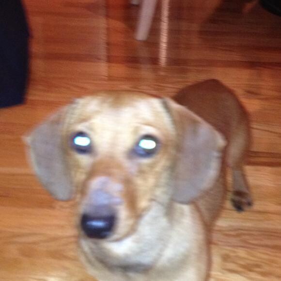 Oliver's rescue - Sores and missing fur on his muzzle and ears.