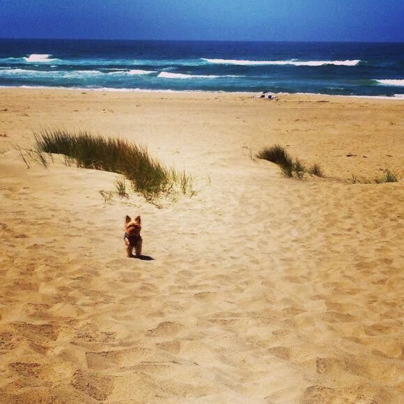 Lively and ready to play at the beach!