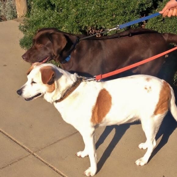 After. Healthy & adopted with his BFF.
